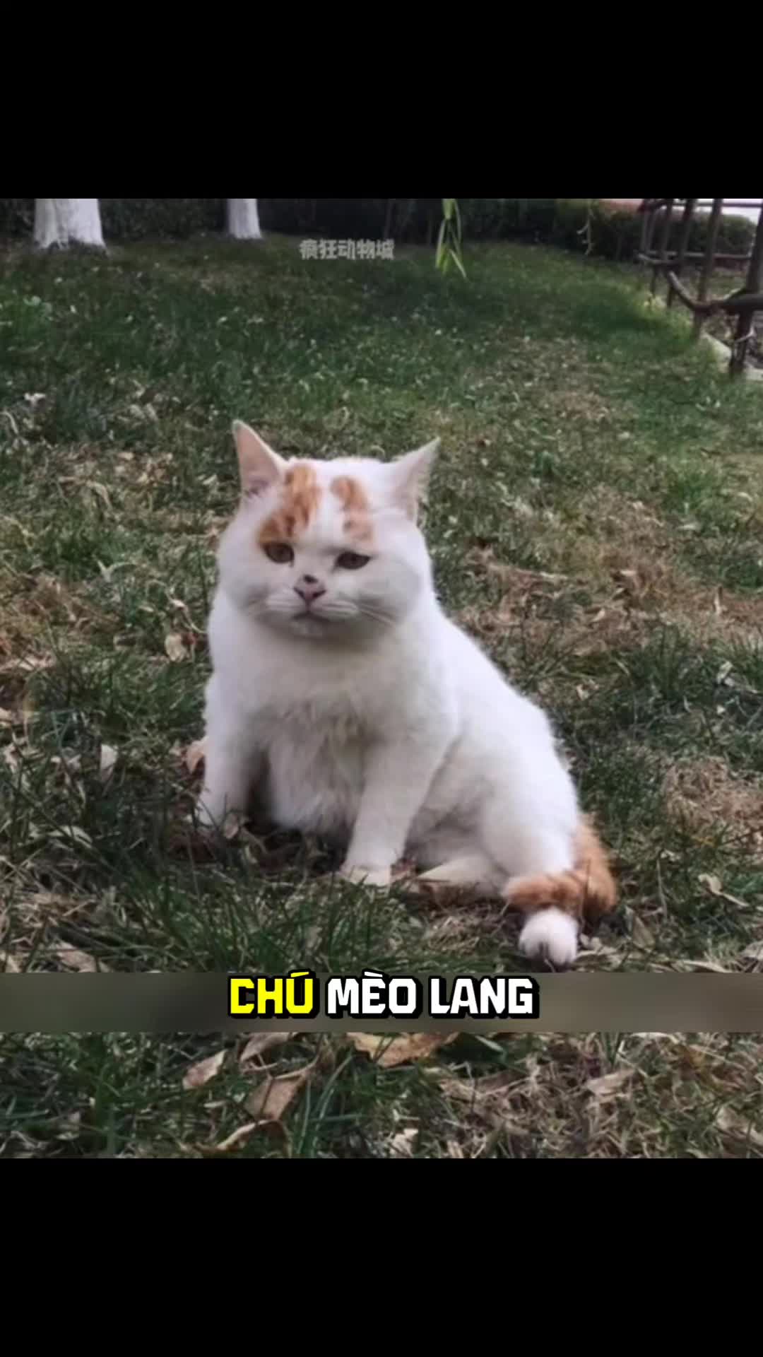 @Zatsugaku Animal