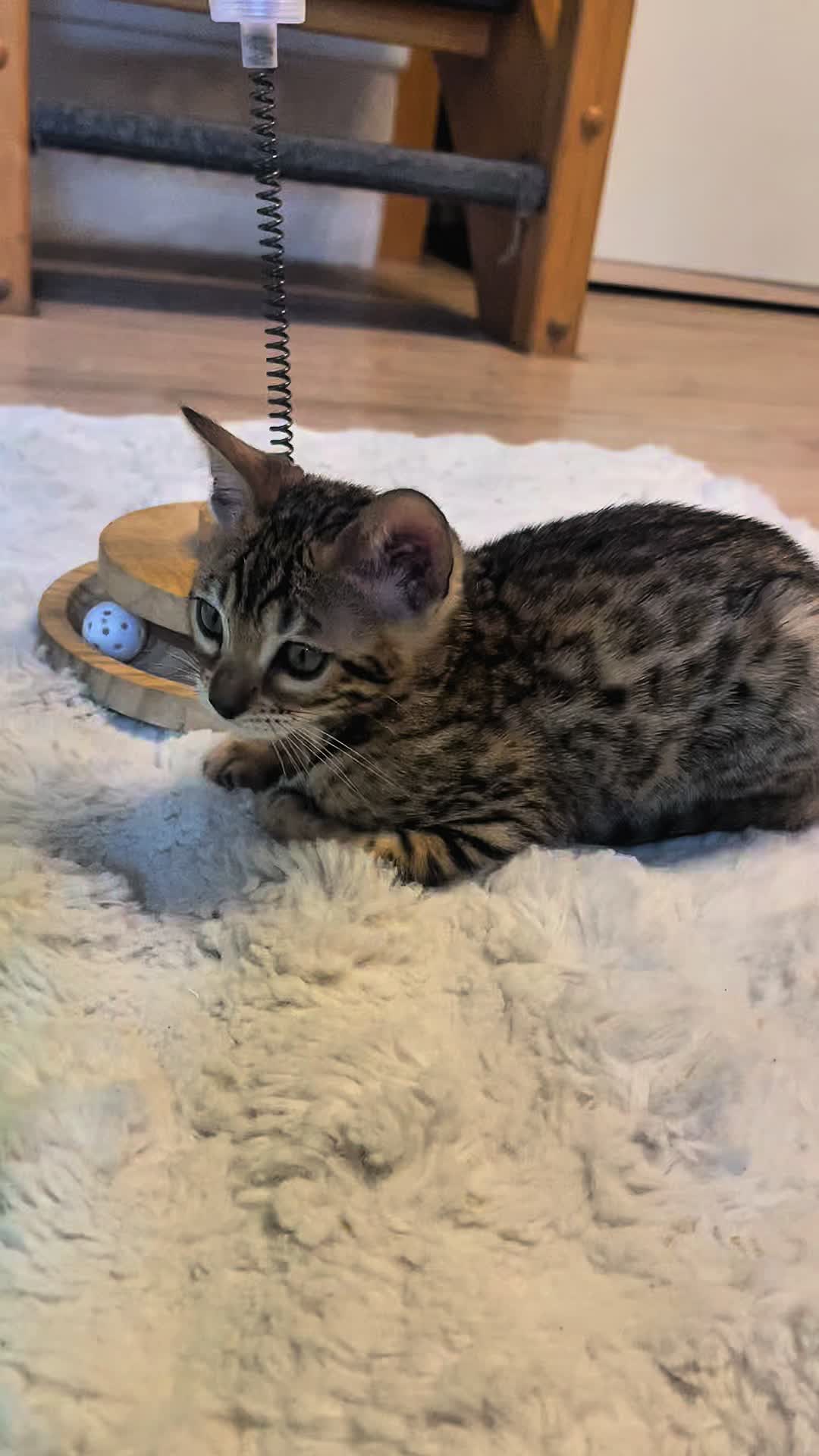 @sweet4bambi♥️Bengalkitten
