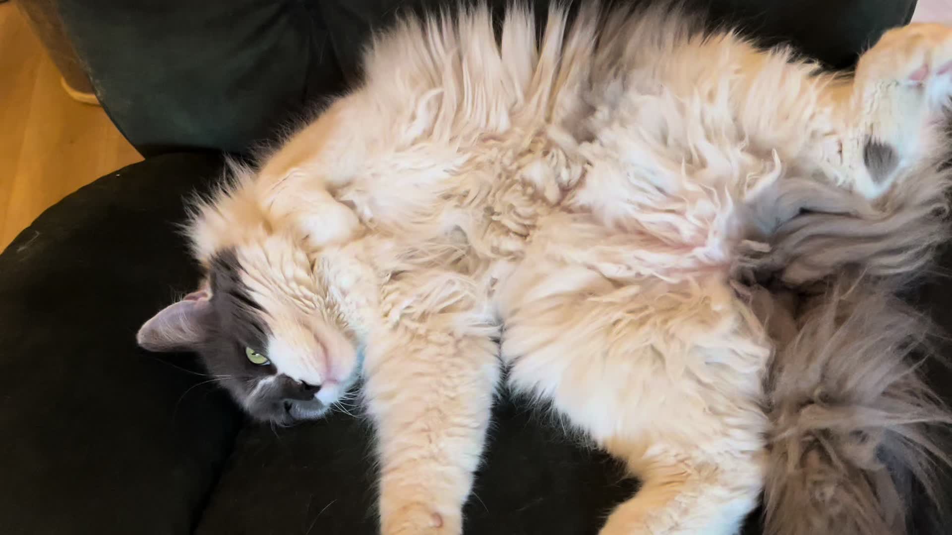 @grumpycattommyandfriends