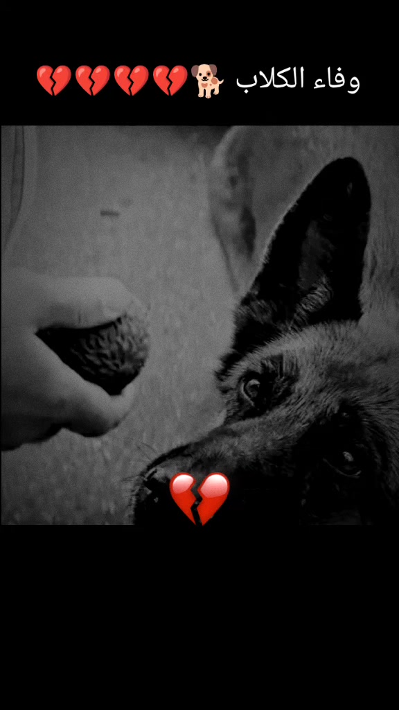 @ميمز .دوت كوم 😂😋