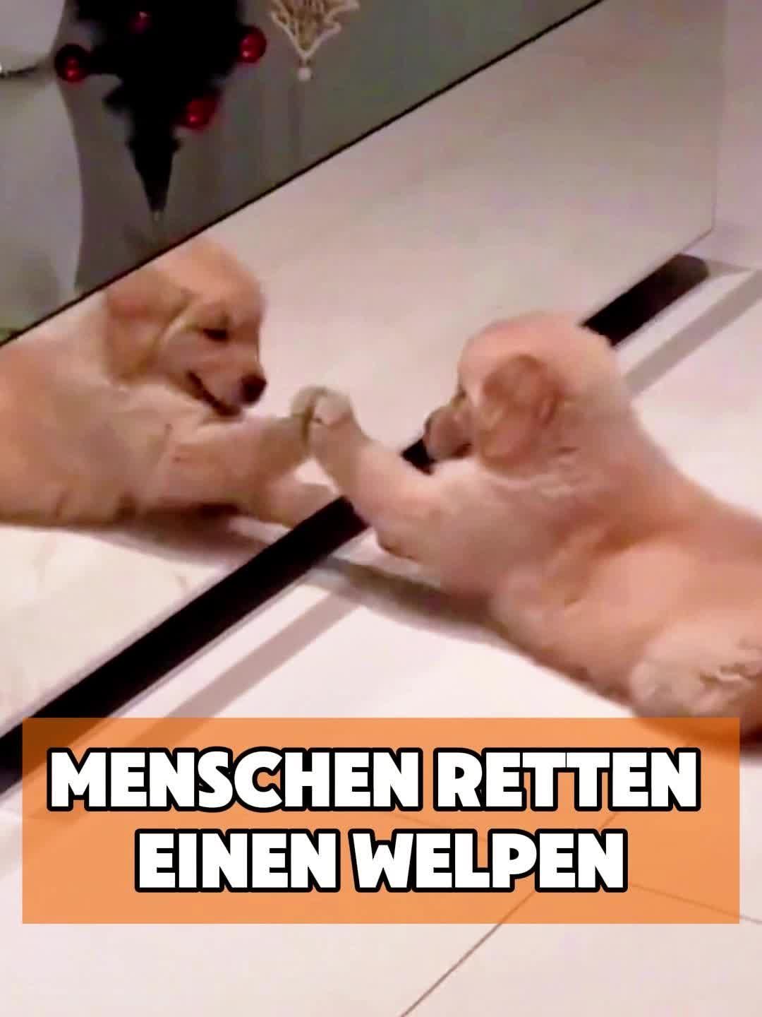@toto_tier