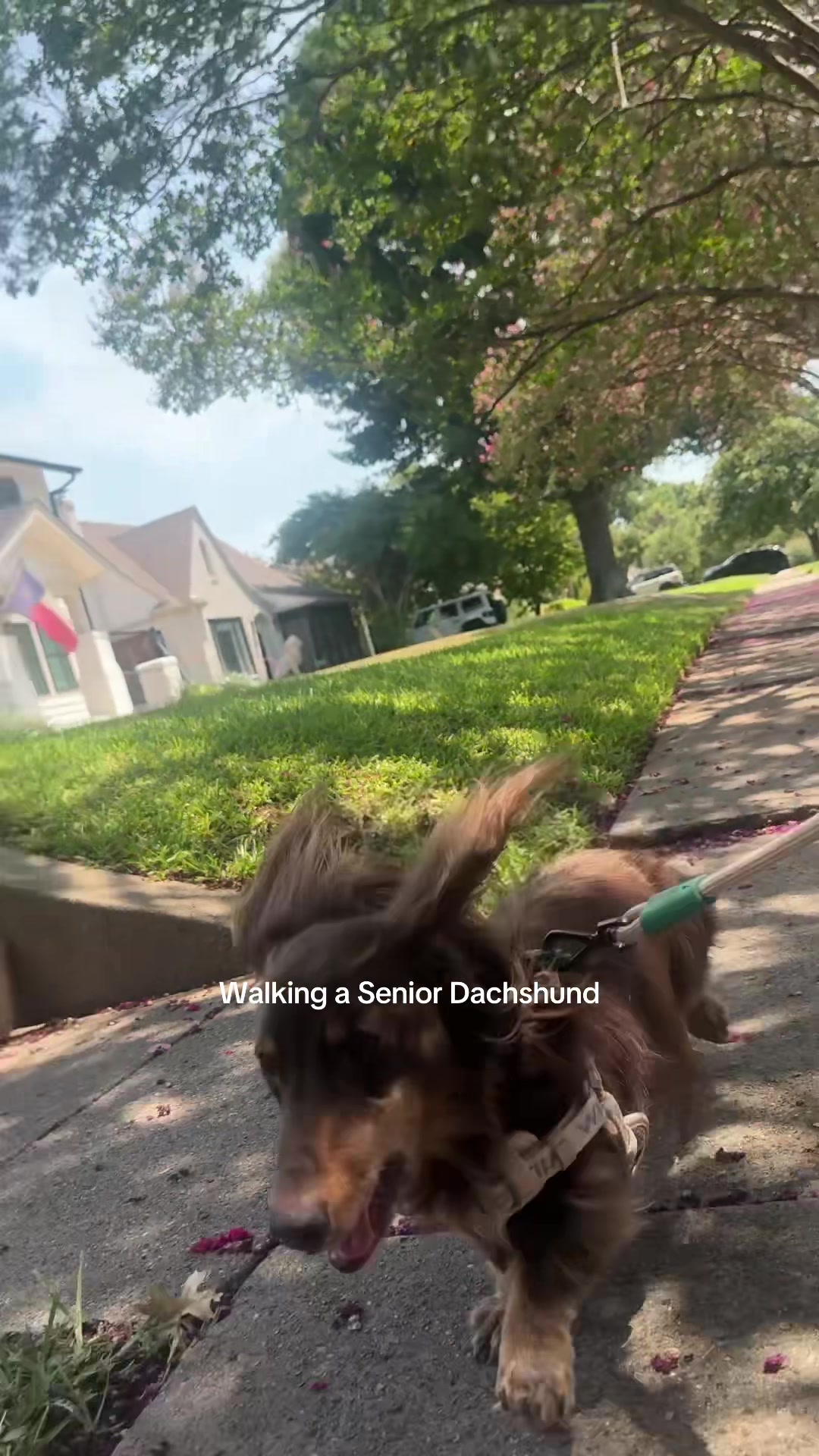 @dallasdogwalker