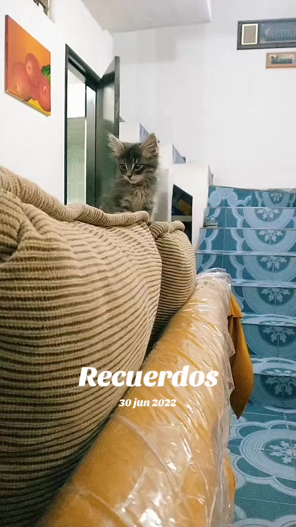 @petuchis