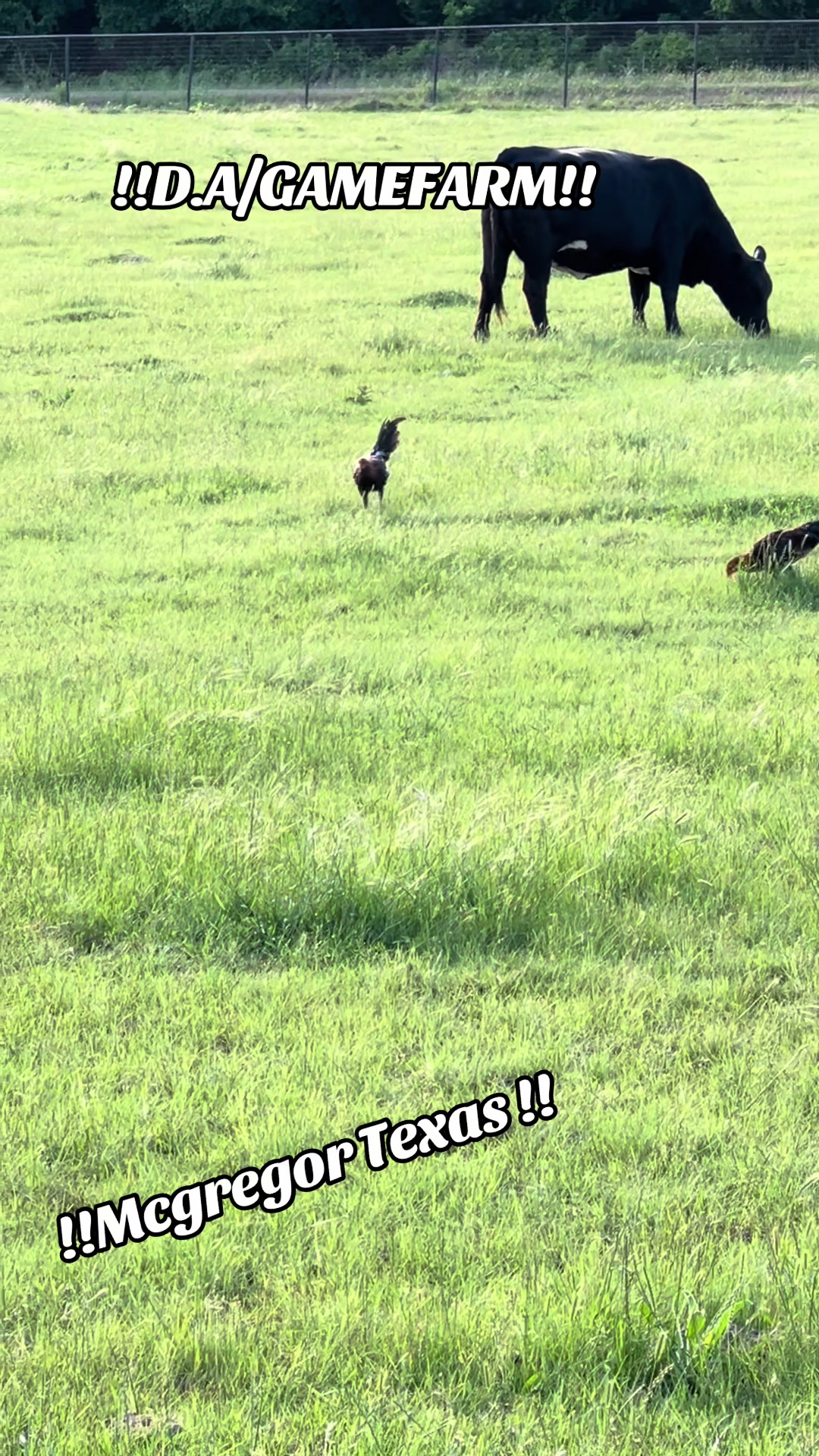 @DAgamefarm