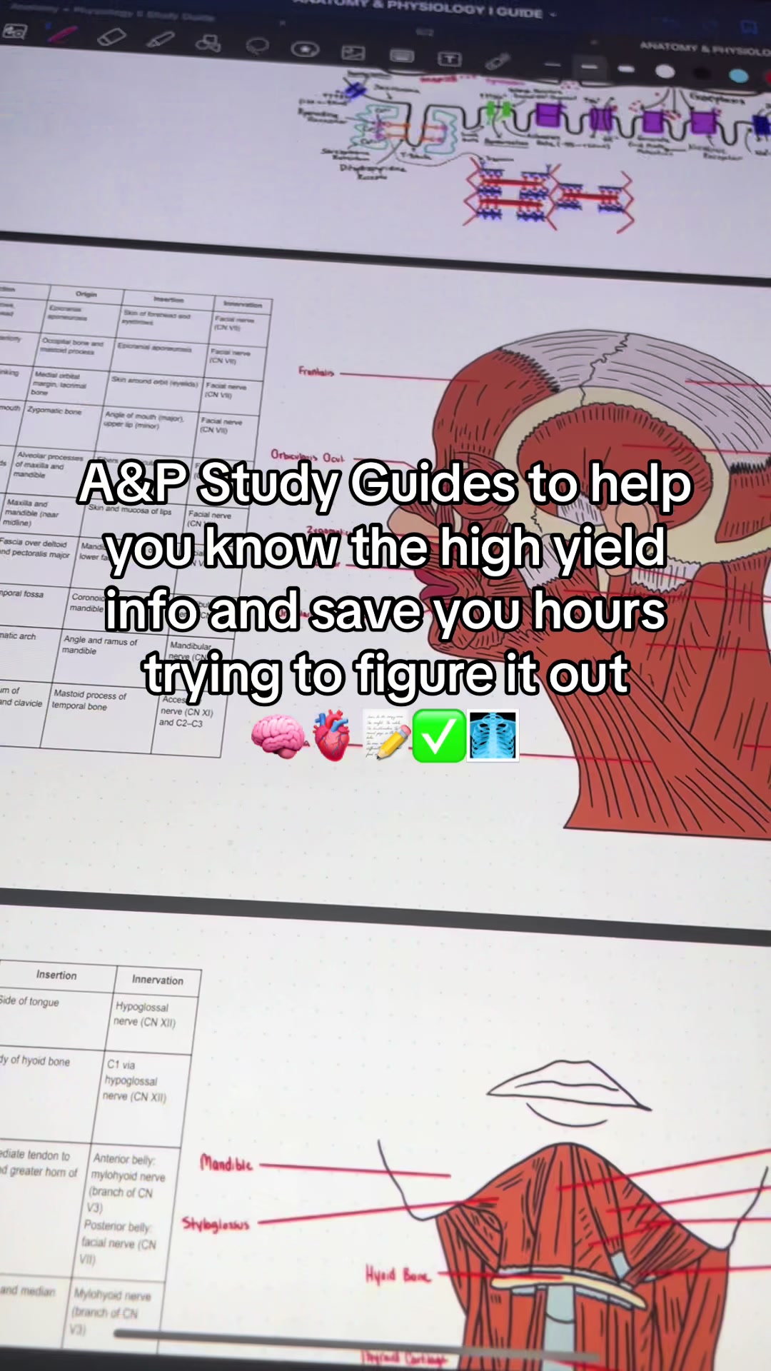 @Ollie | Anatomy & Physiology