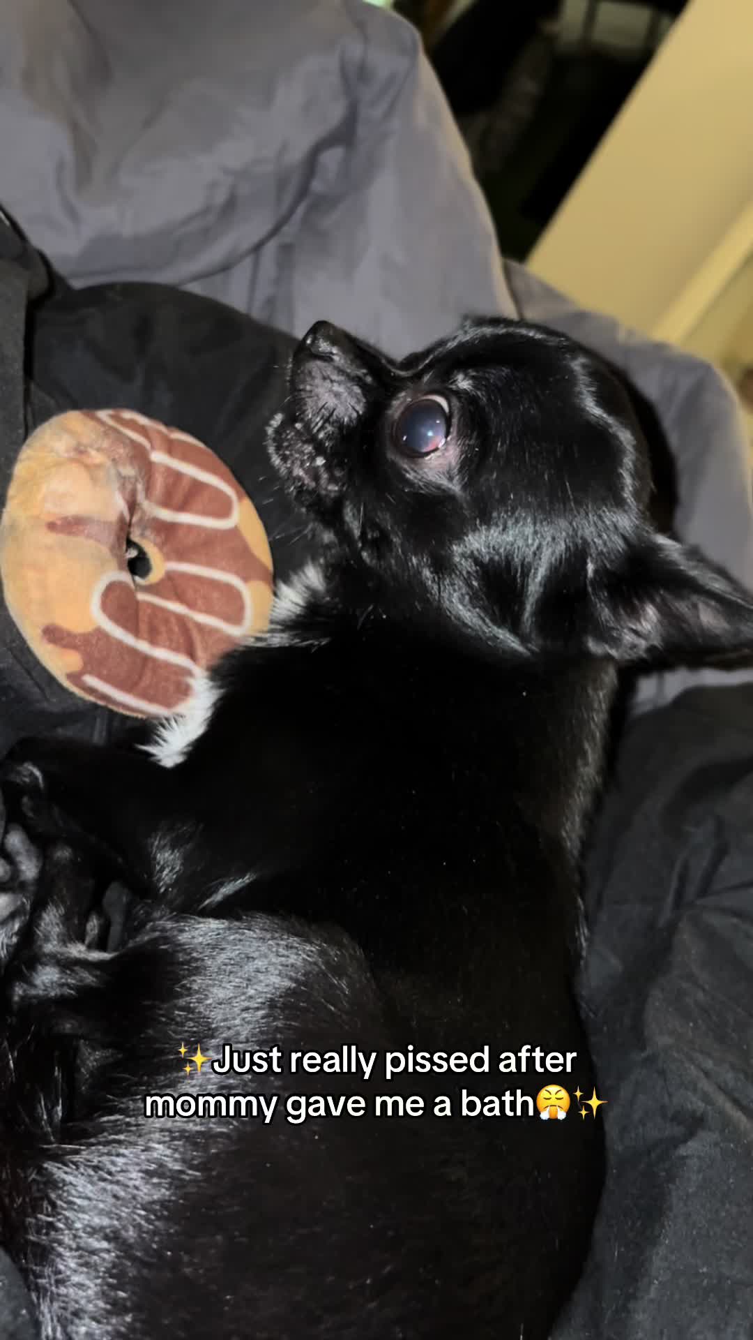 @the_chihuahua_mochi