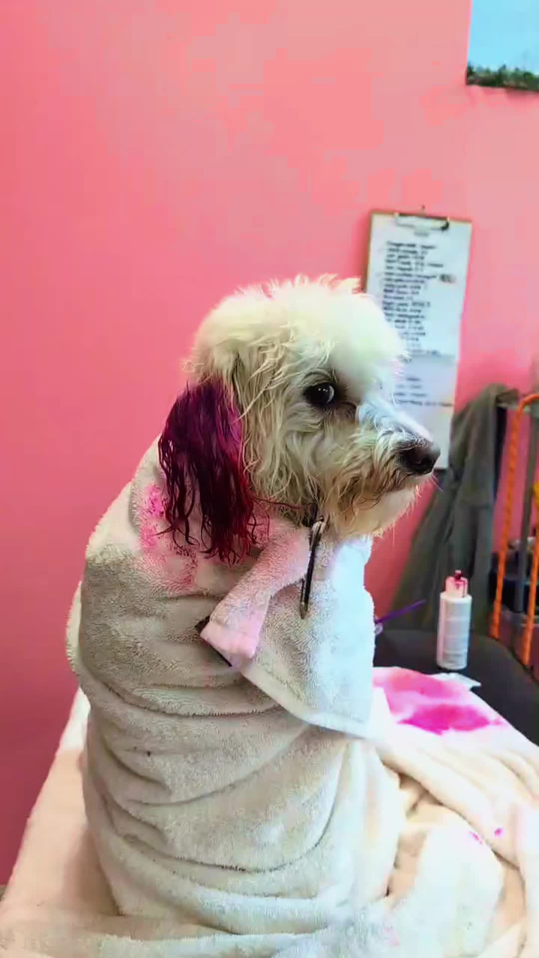 @The_BeautyBark