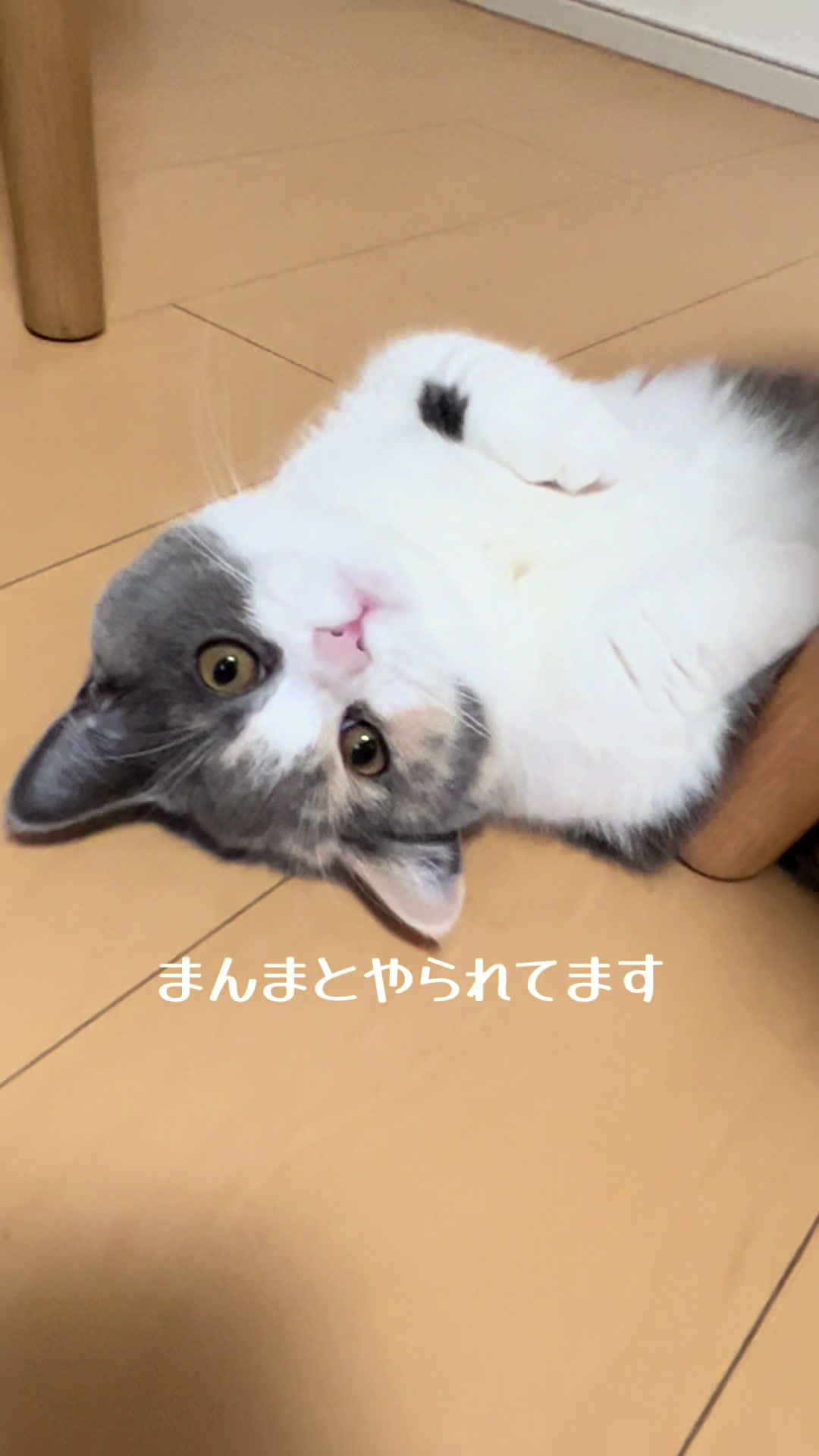 @うにぽて
