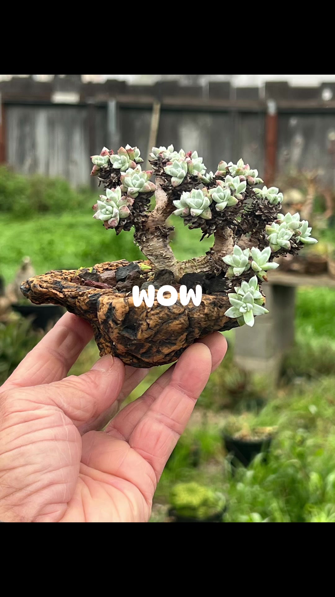 @kitoi