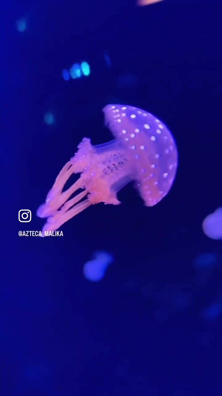 @_southbaymermaid_