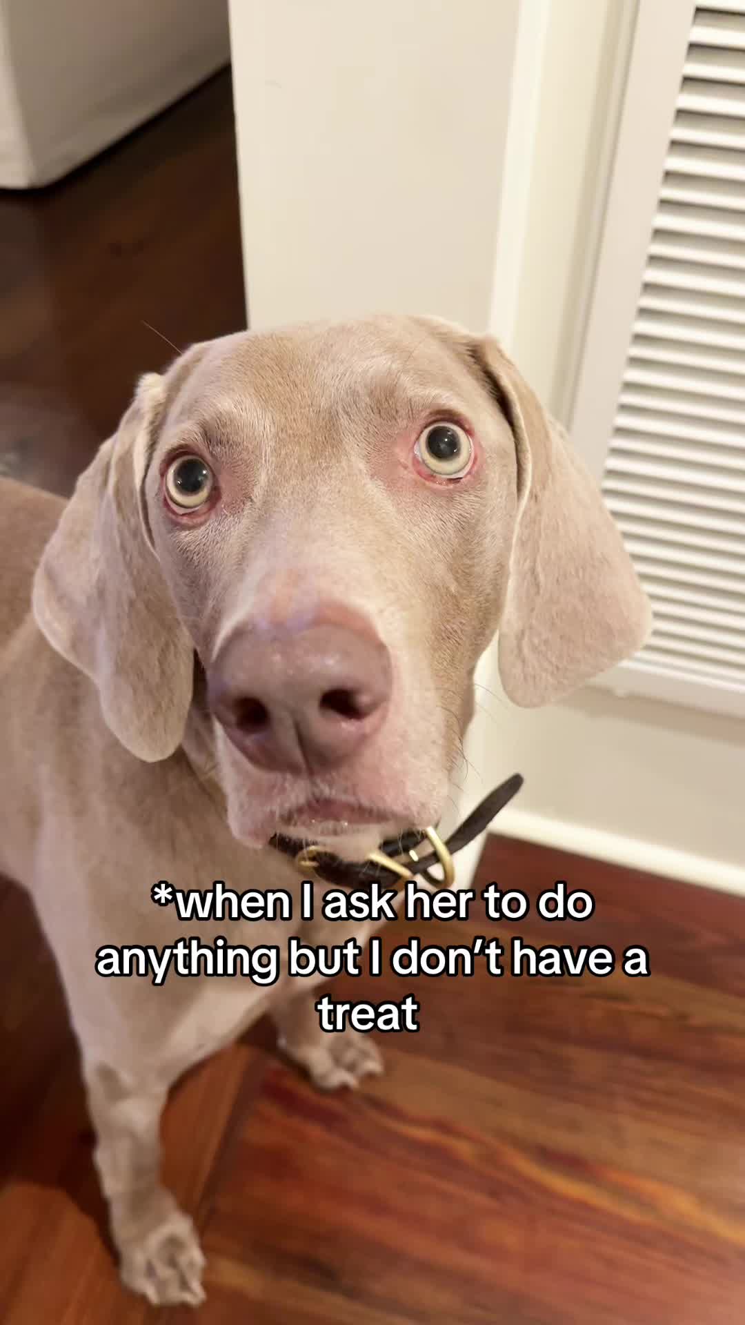 @Zoey the Weim