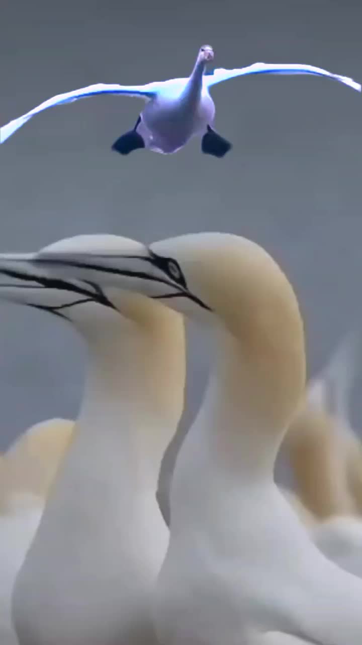 @CMAR61