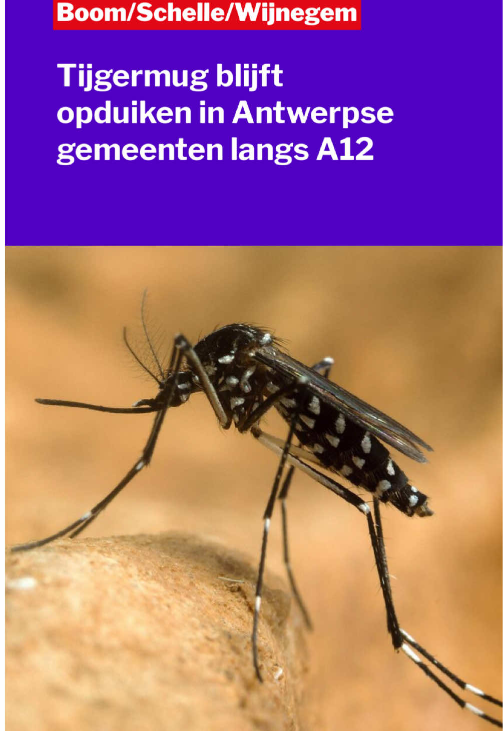 @Gazet van Antwerpen