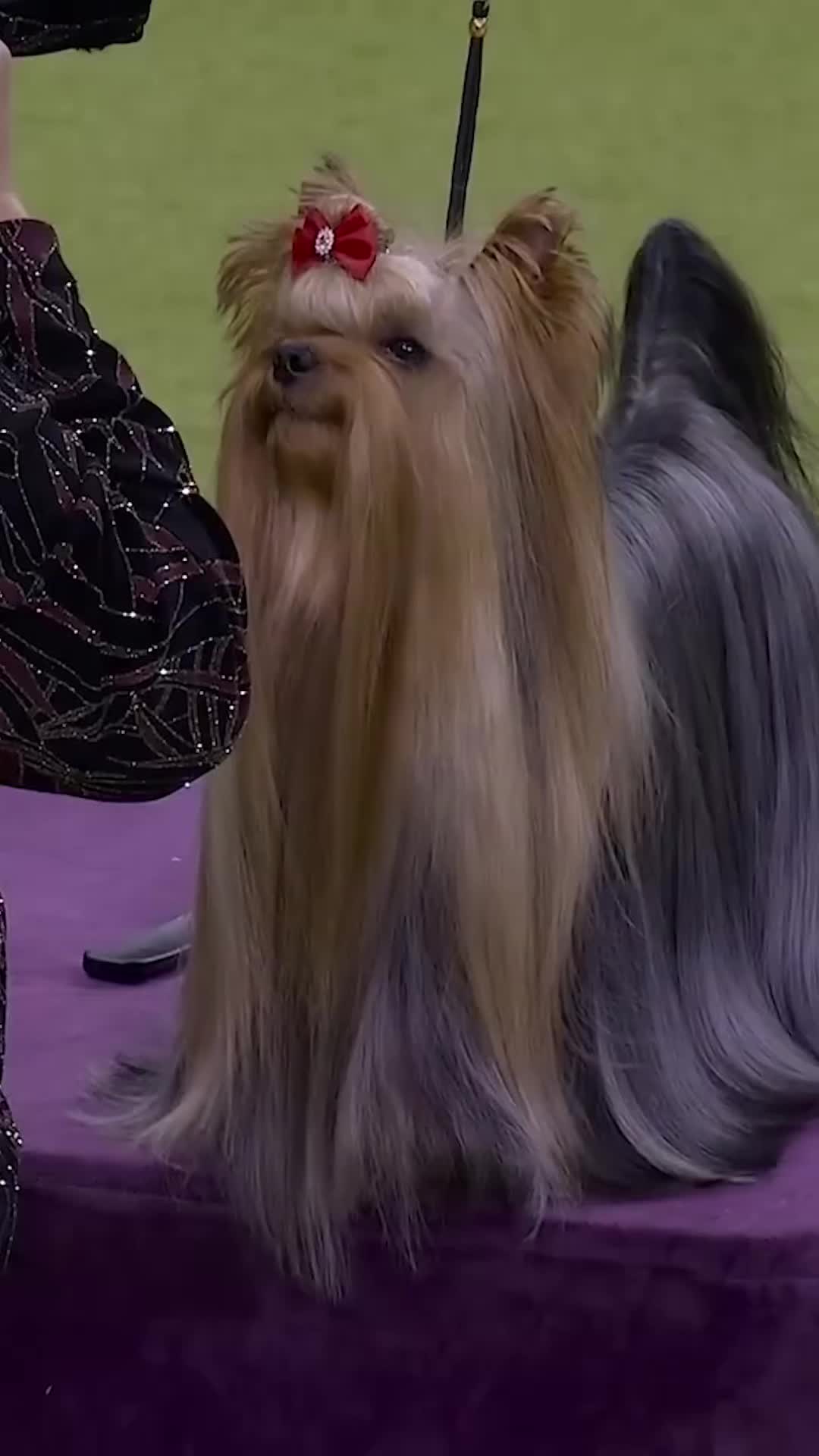 @Westminster Kennel Club