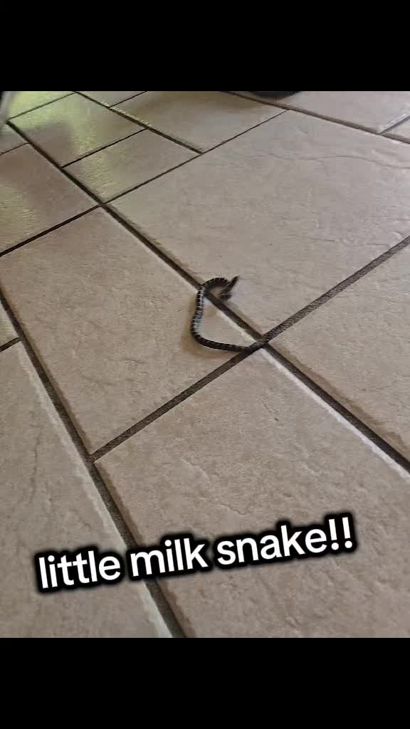 @Squirmywormy72
