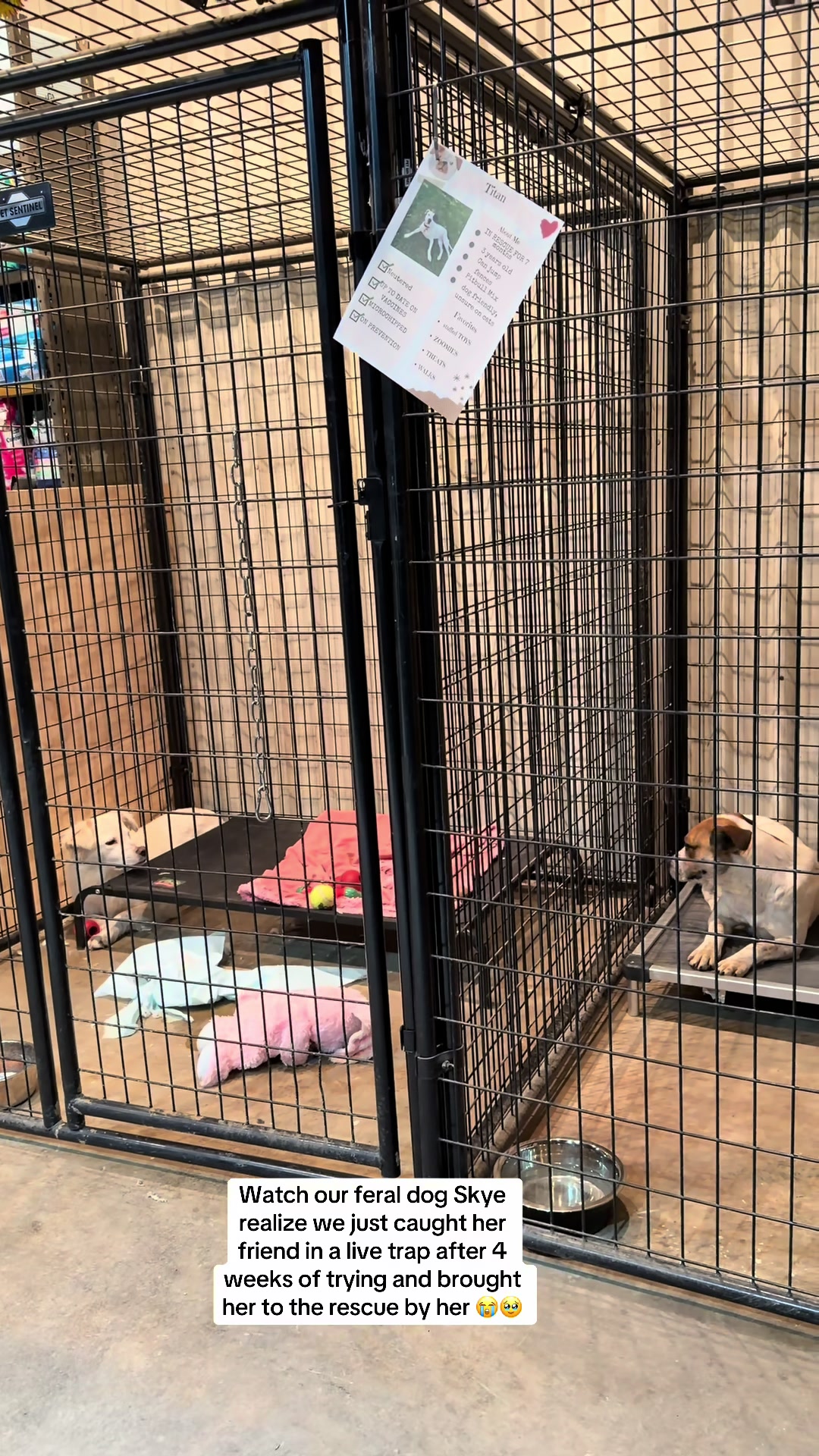 @Happy Tails Animal Rescue