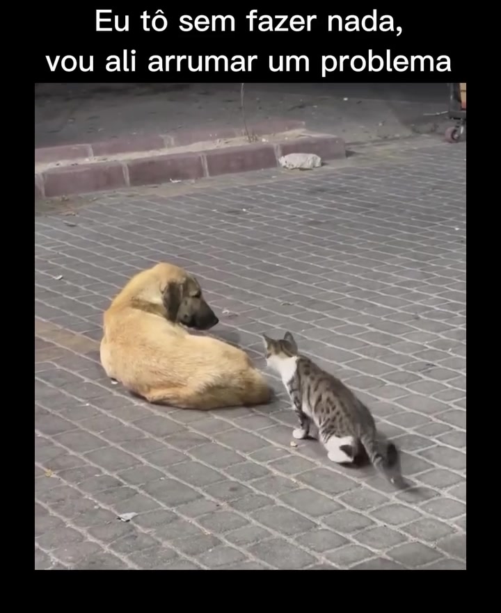 @Lusitonio Machado Do
