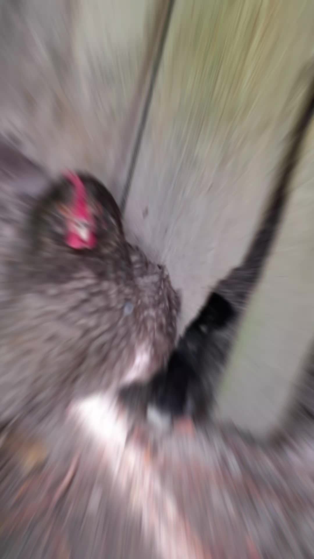 @🐄 Puschelfu&szlig; 🐎
