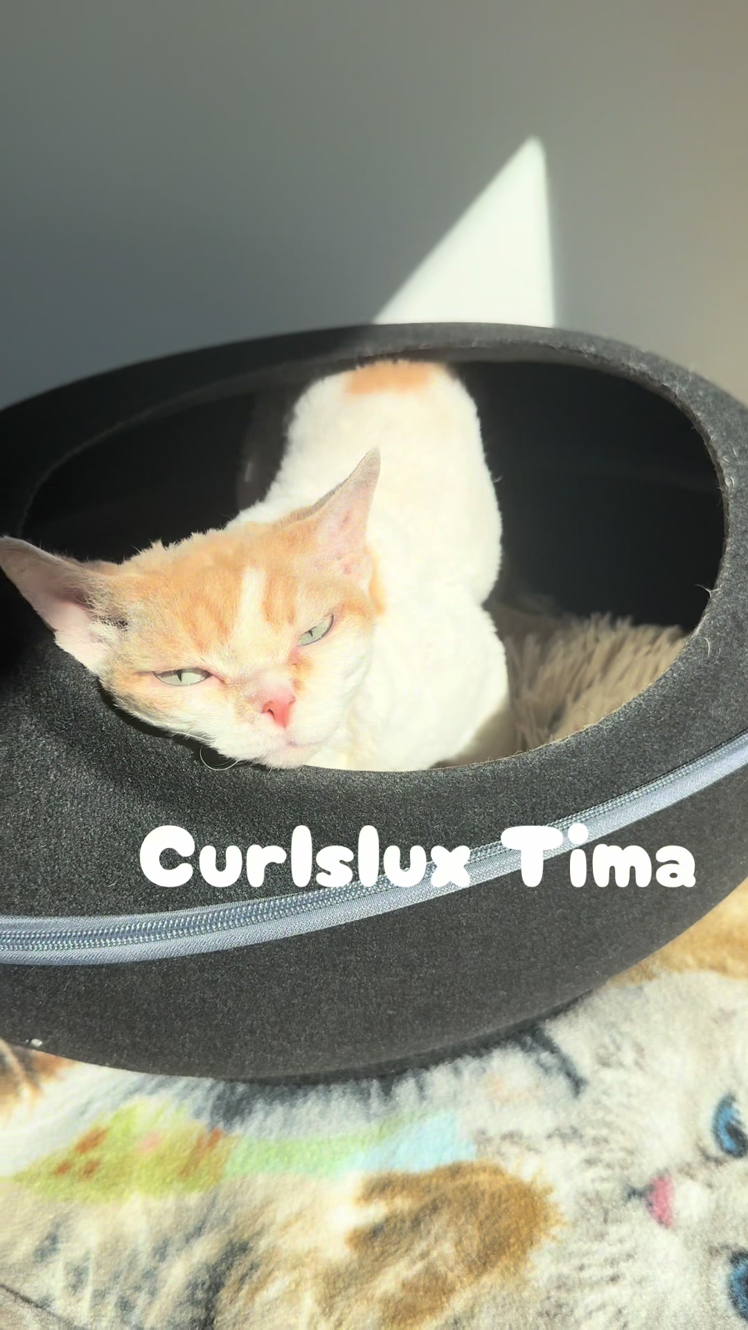 @Curlslux cattery!!🇺🇸