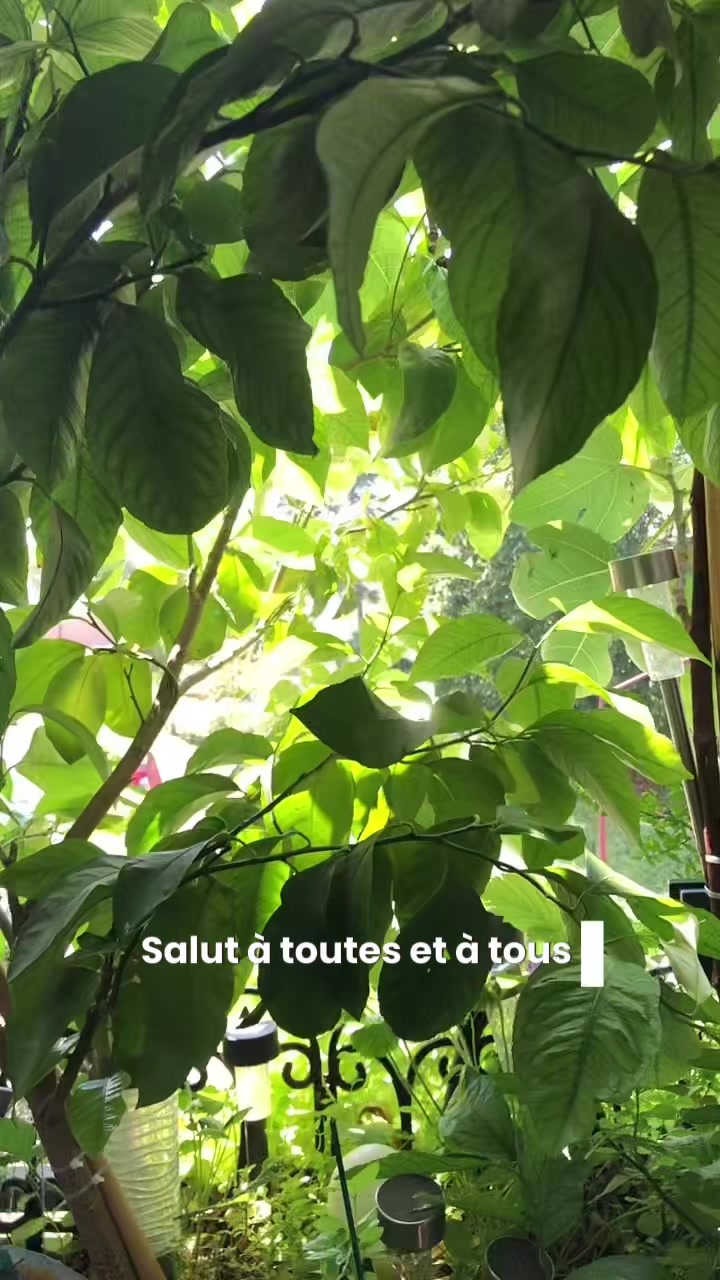 @lecoindesplantes