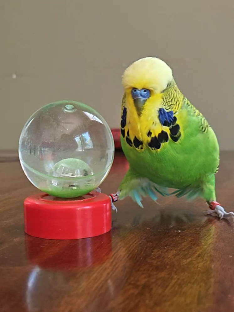 @Run Slow-Mo Charlie🦜