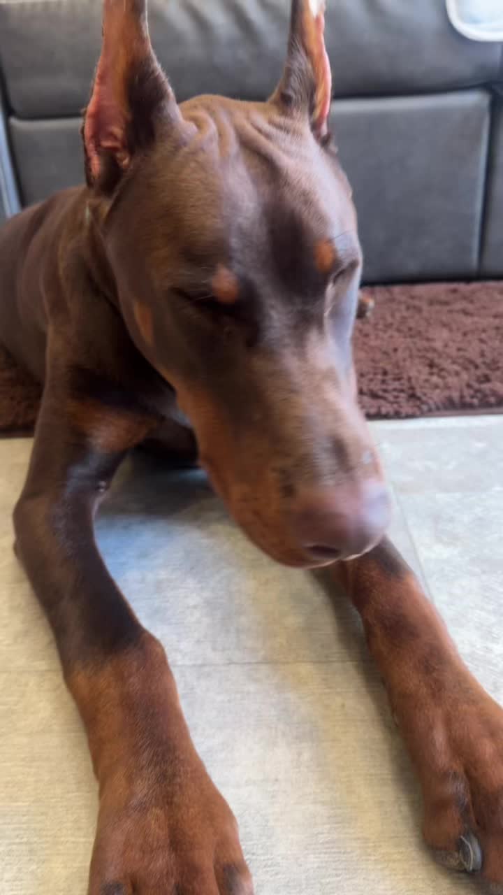 @Stella & Boden | The Dobie Den