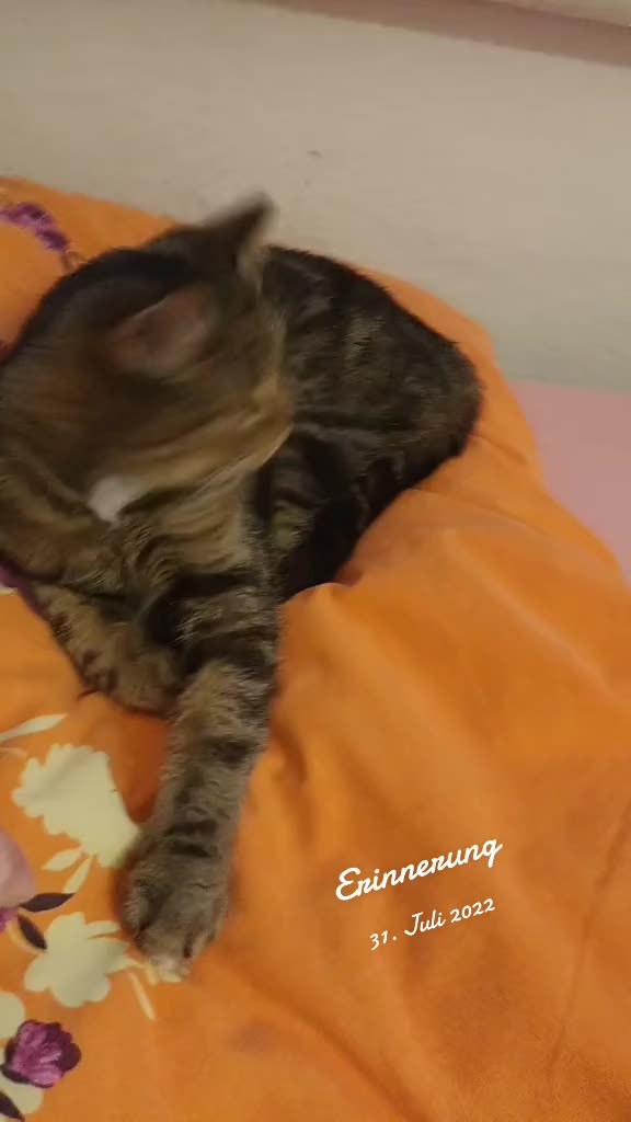 @Frau von sprechende Tomate
