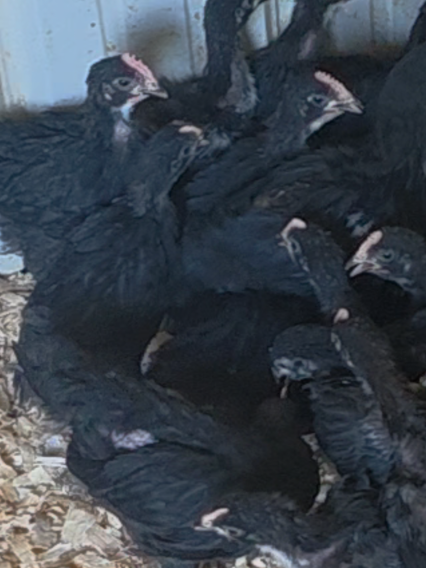 @JMFARMS123