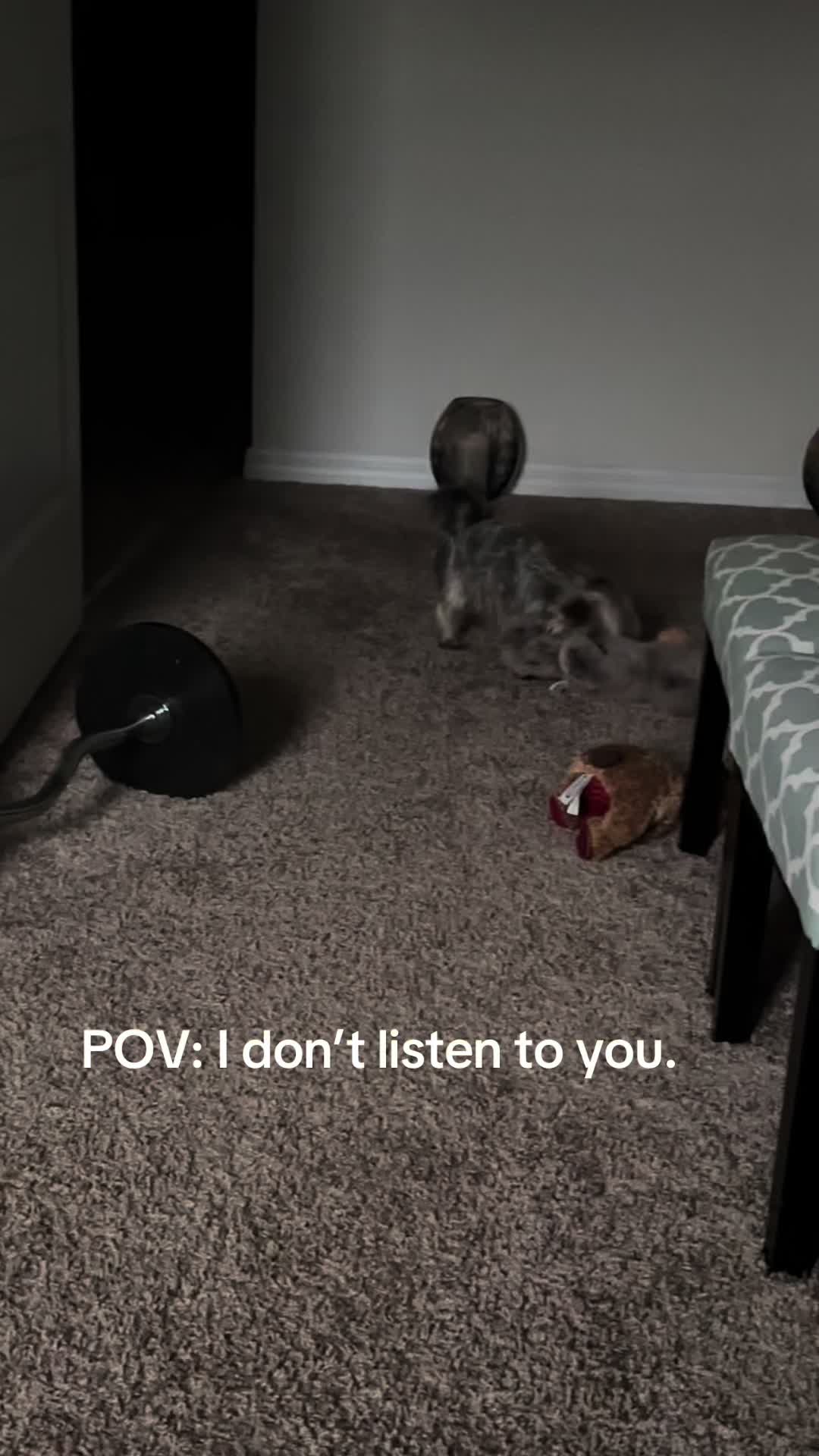 @Penny the Yorkie