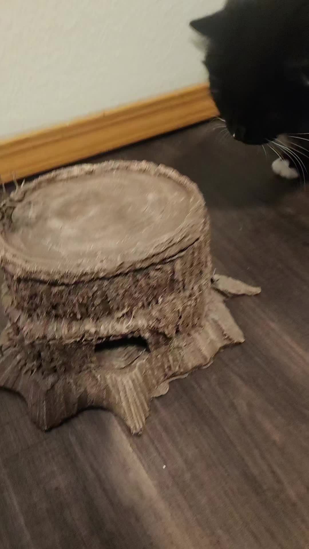 @YT: unusbovis