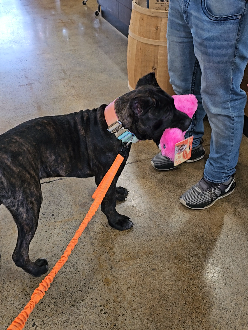 @SalmonCreekCaneCorso