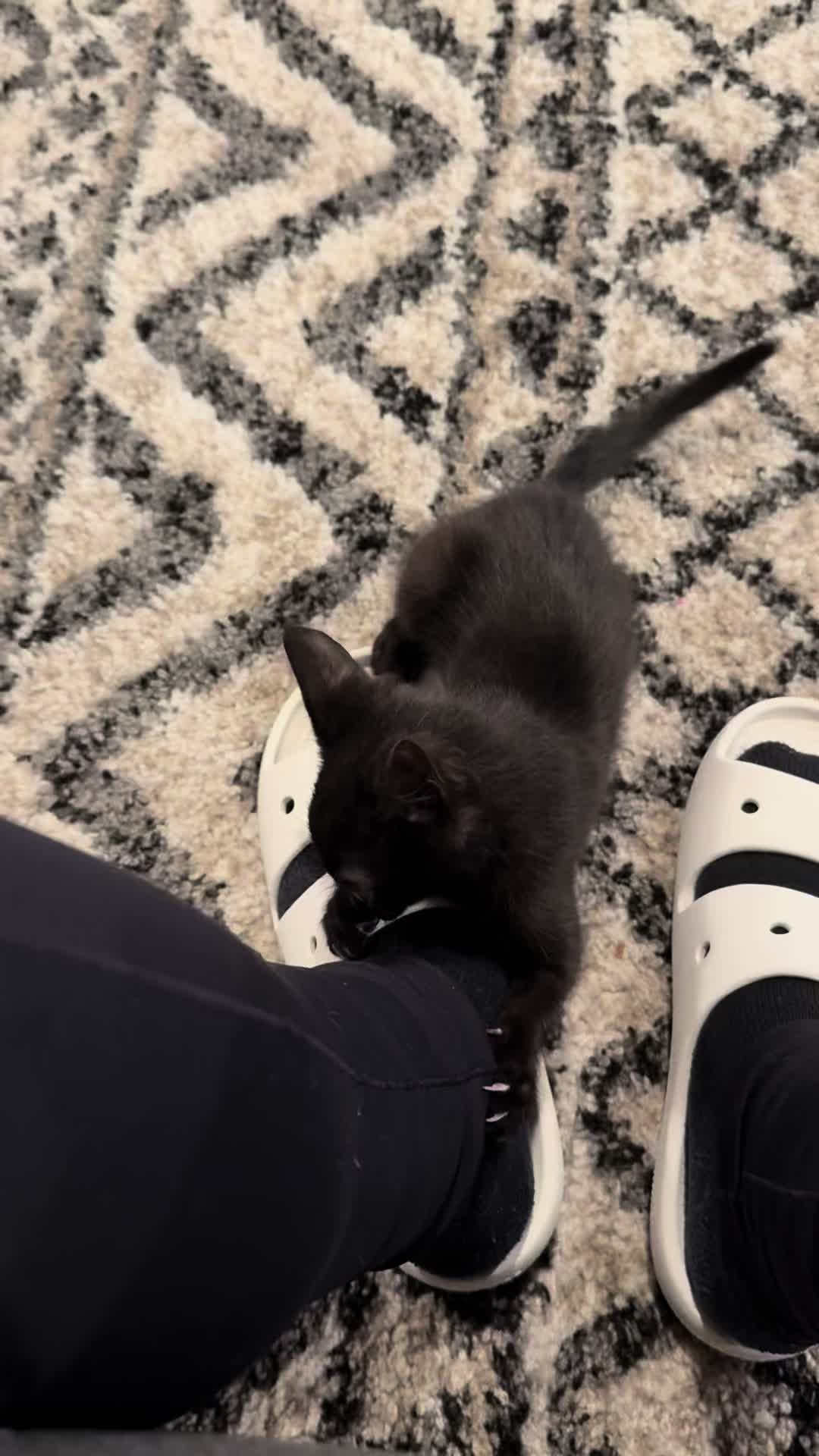 @KrazyKatz