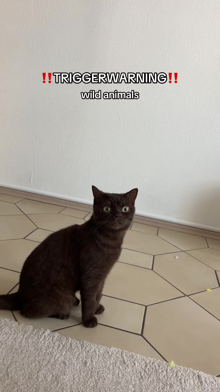 @bet&uuml;l31
