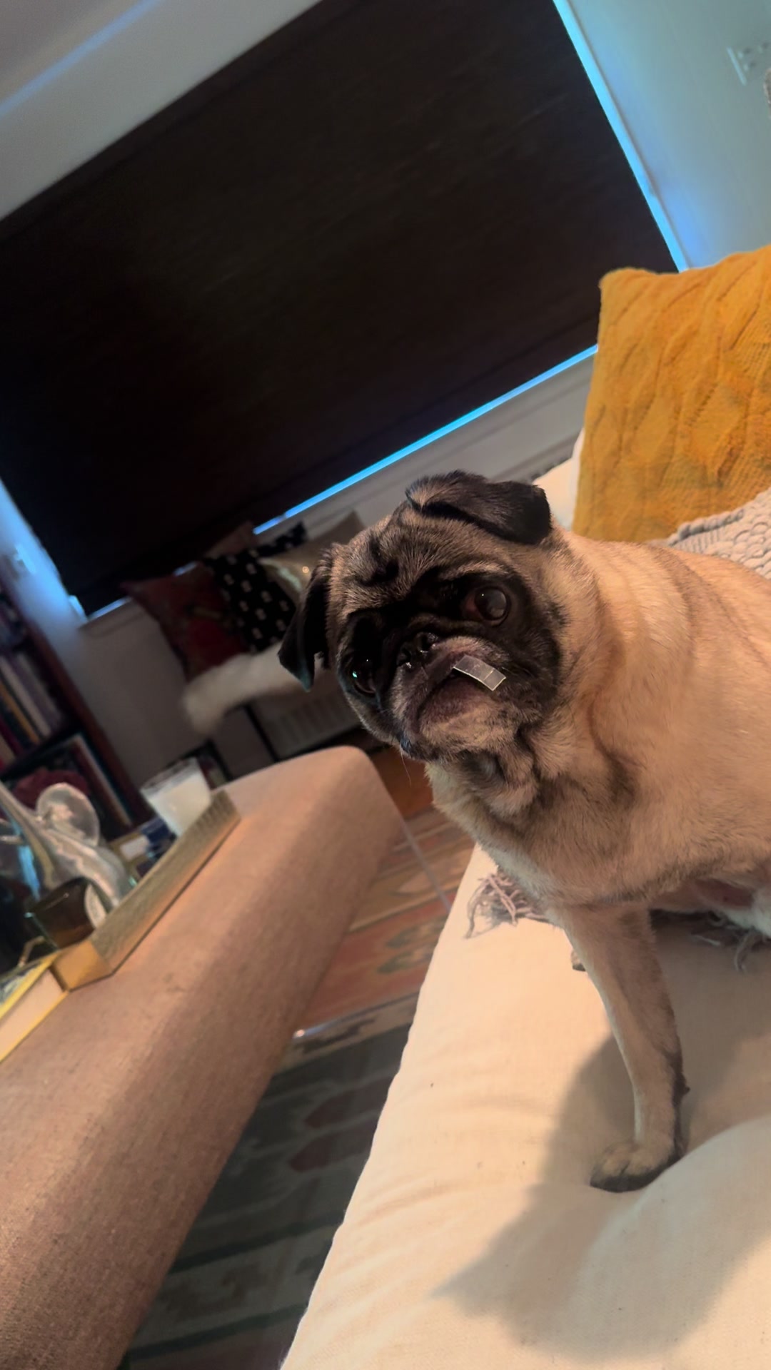 @thepugfang