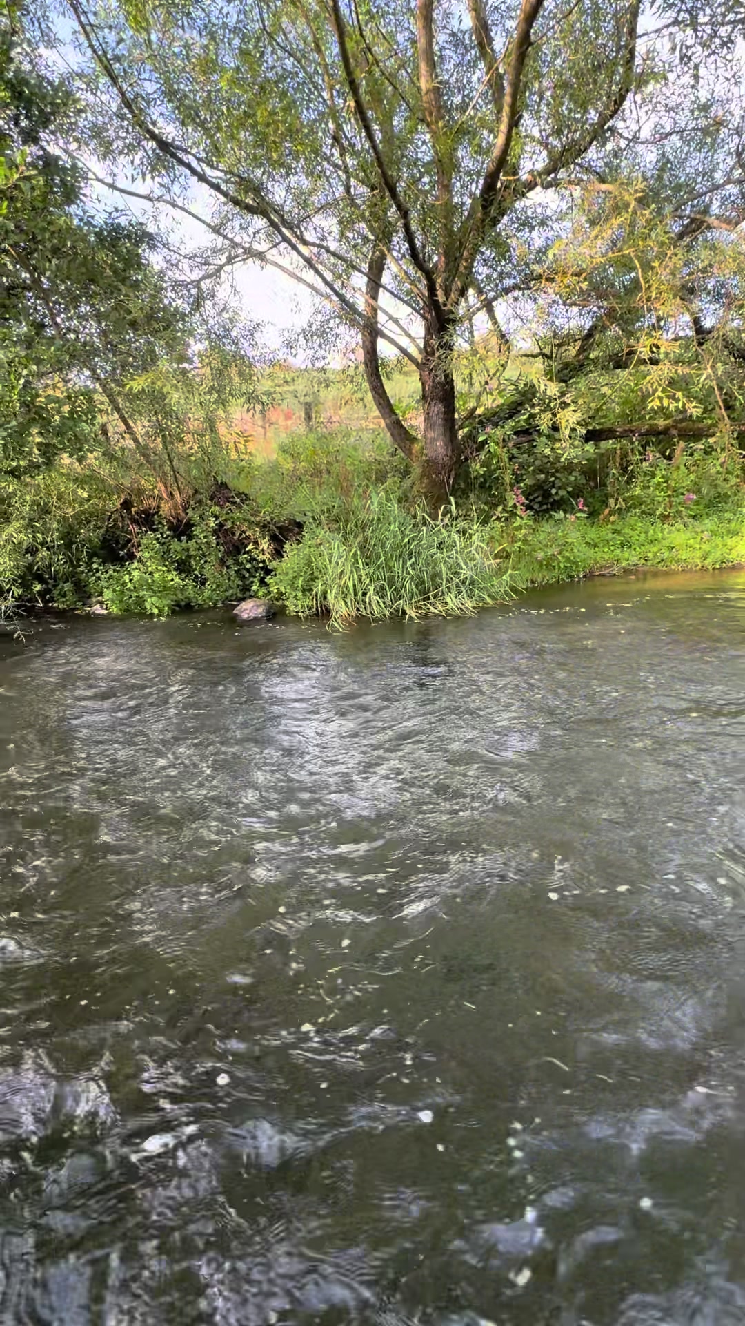 @Alba Trout 🏴
