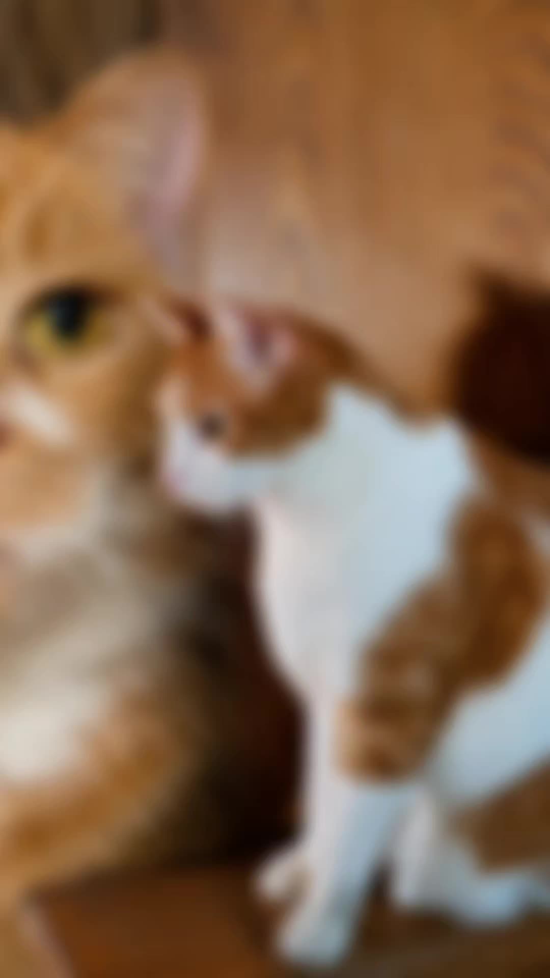 @Lil' Tiger Sylvester Ruediger