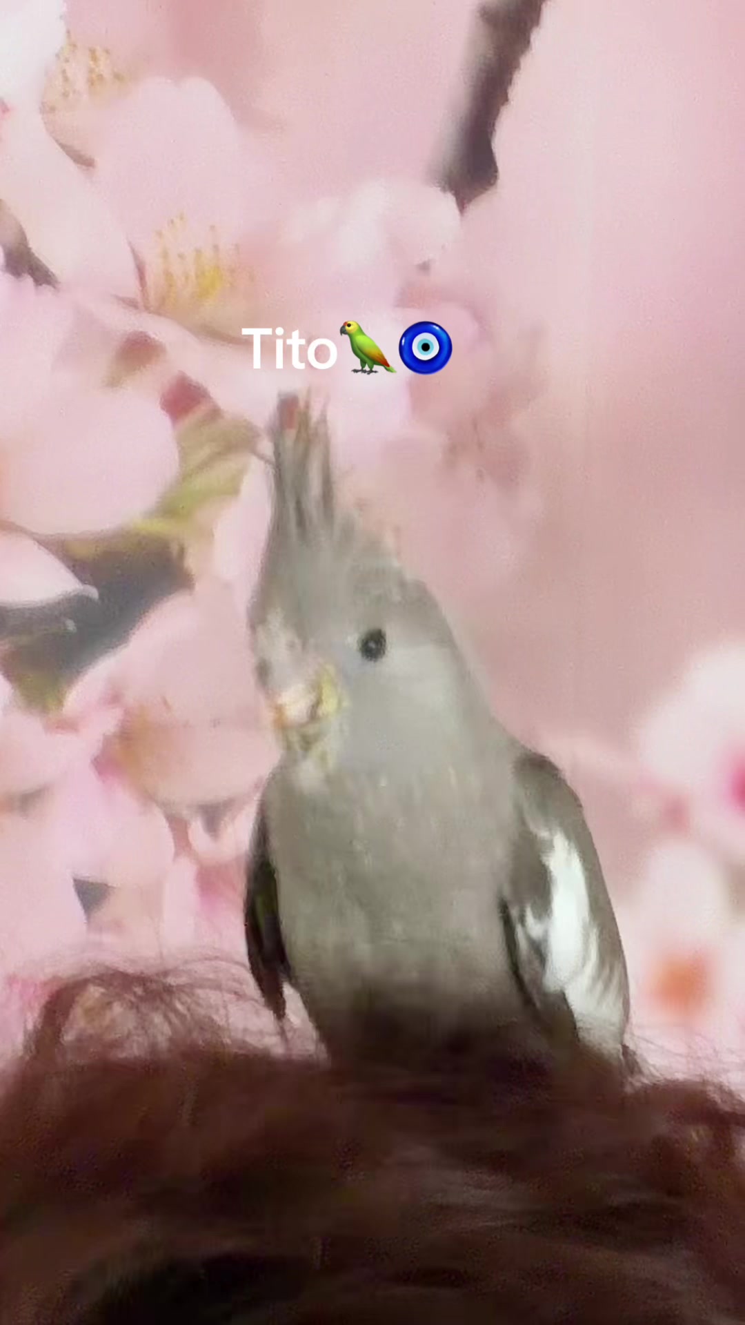 @سپیده