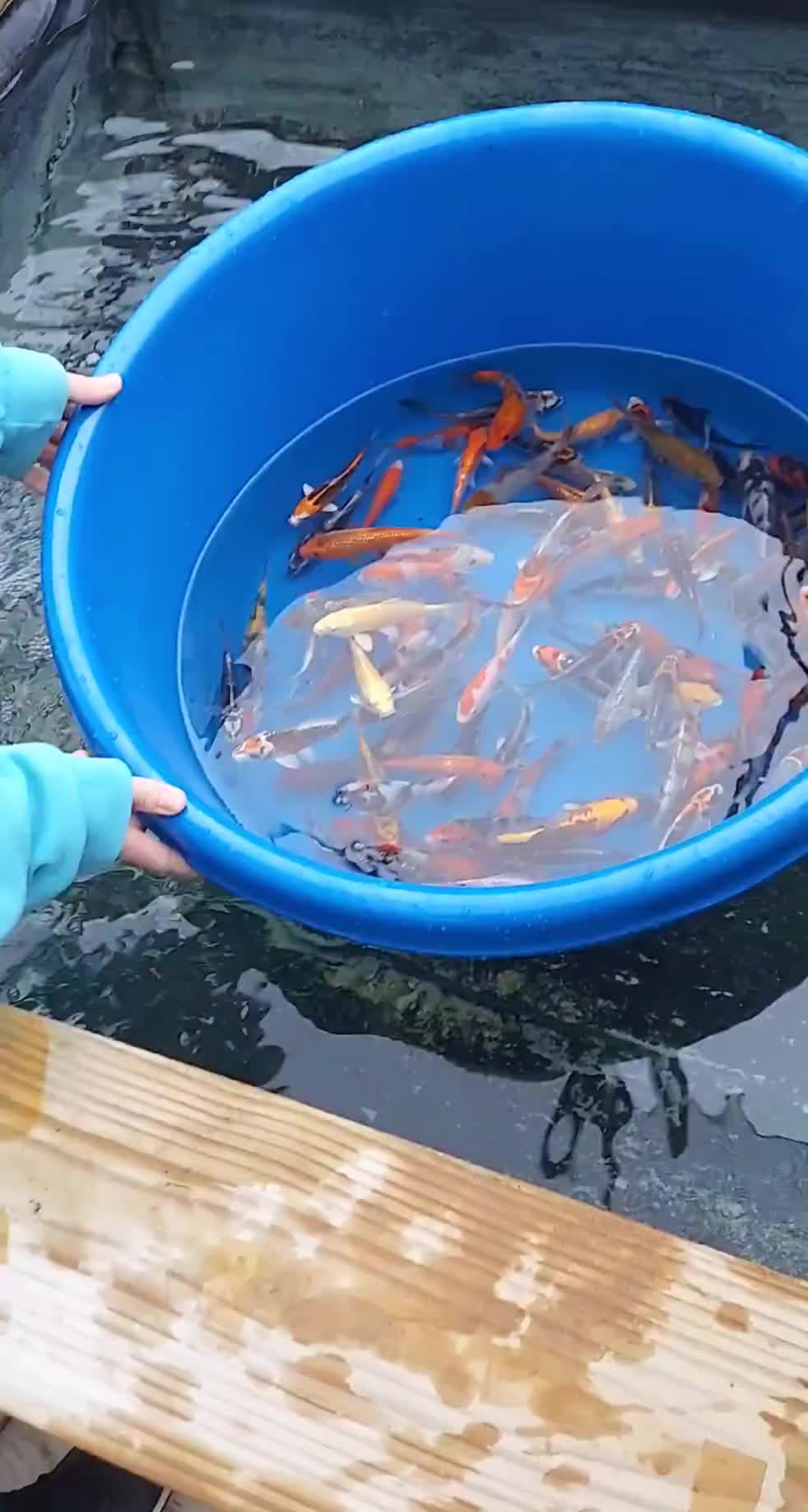 @B&M Aquatics