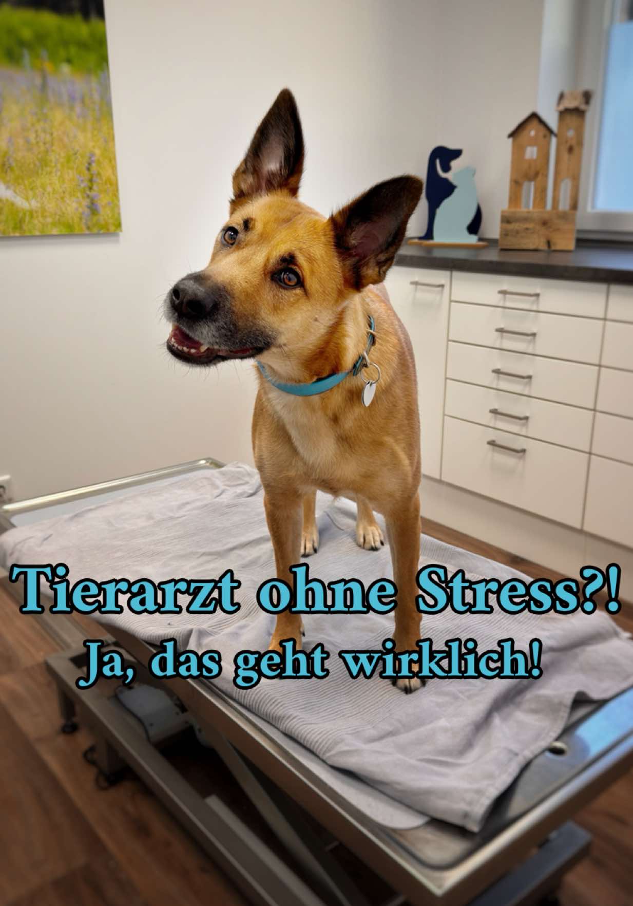 @INSAbenteuerHund