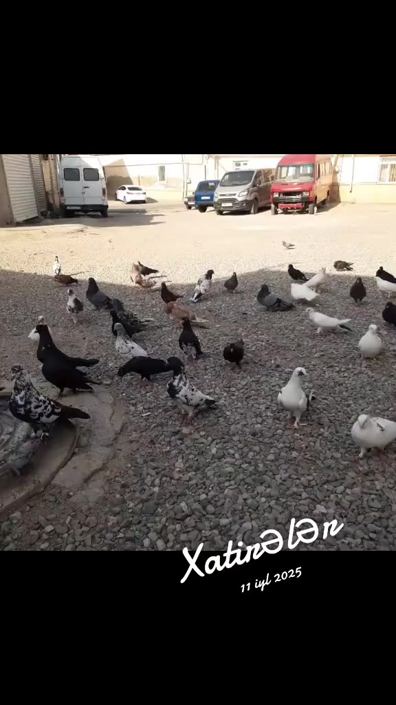 @RAMİN