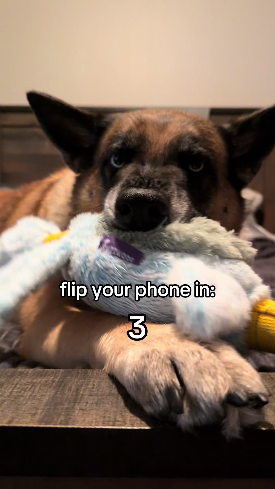 @elliemaeblueeyeshepherd