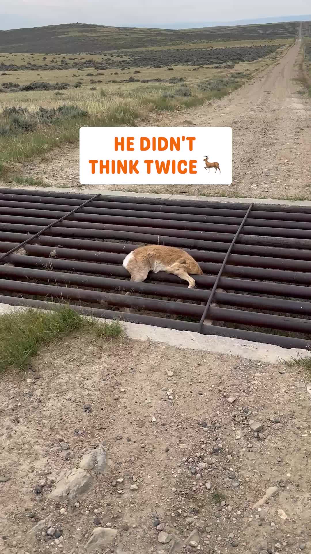 @Pawsome Pets