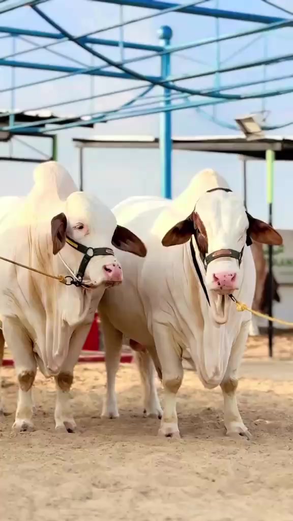 @Cow lovers ❤️