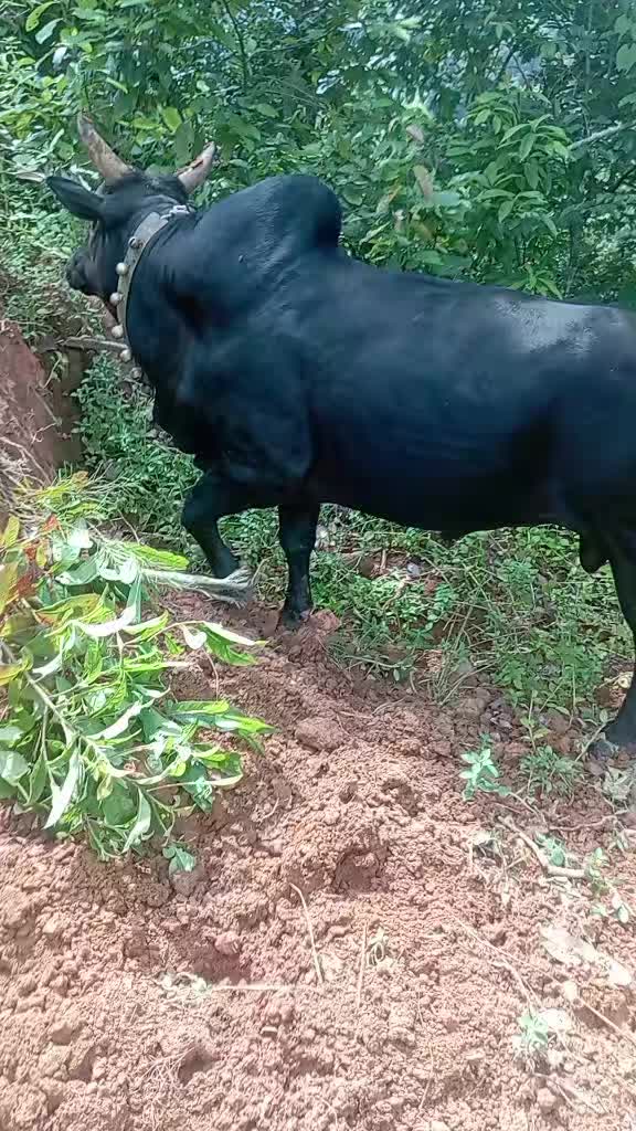 @Tanahun tiger