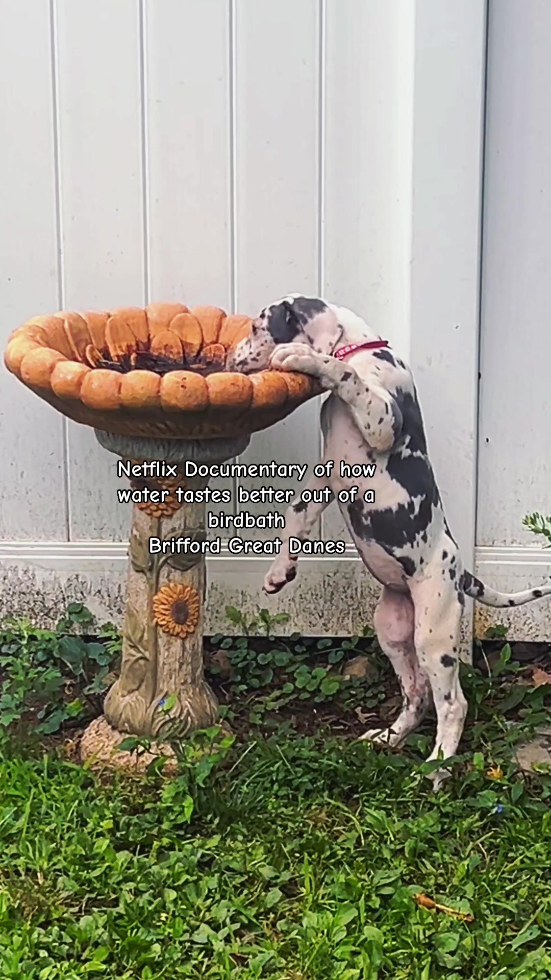 @Brifford Great Danes .com