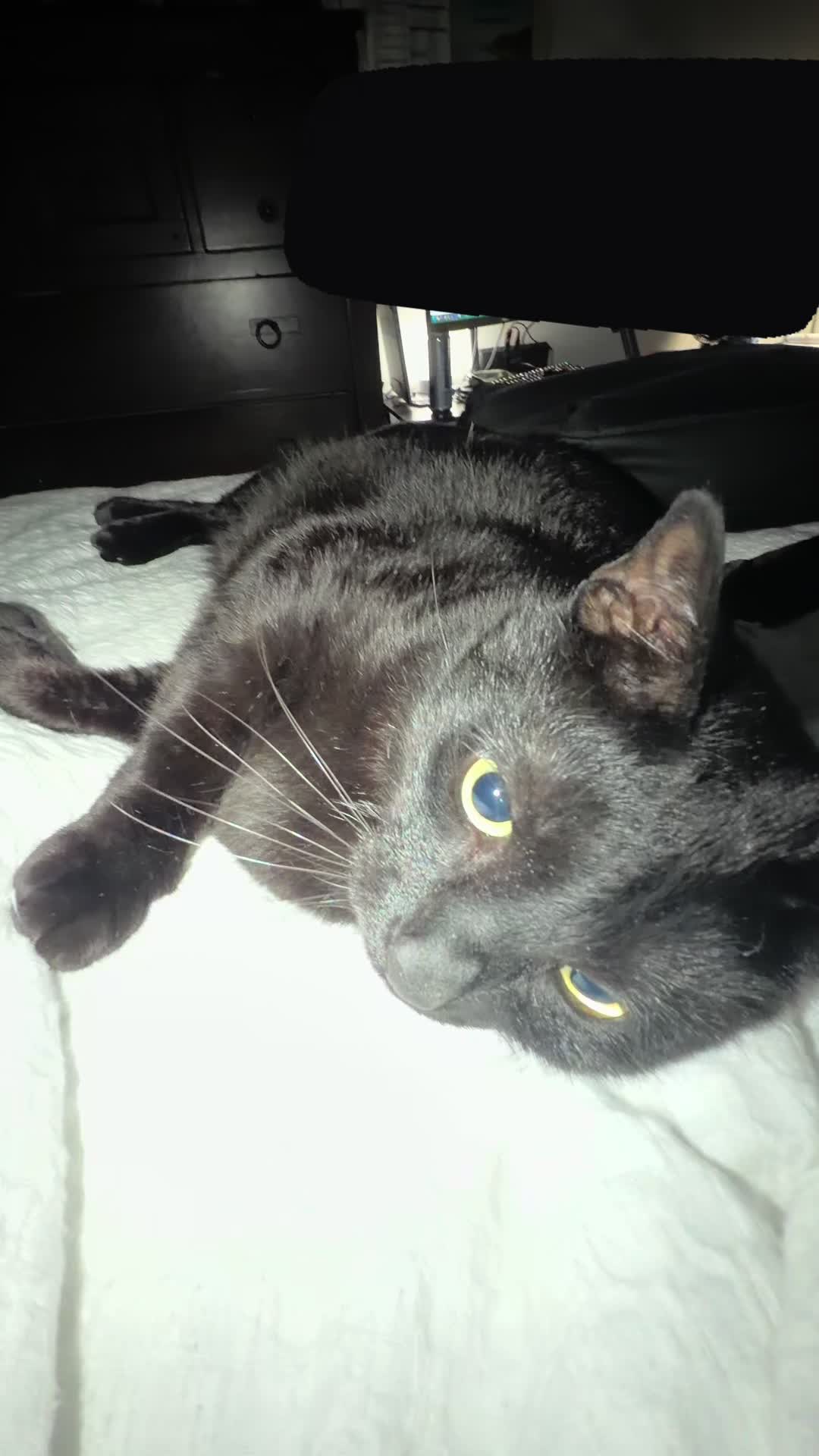 @ChaosAndCatnip