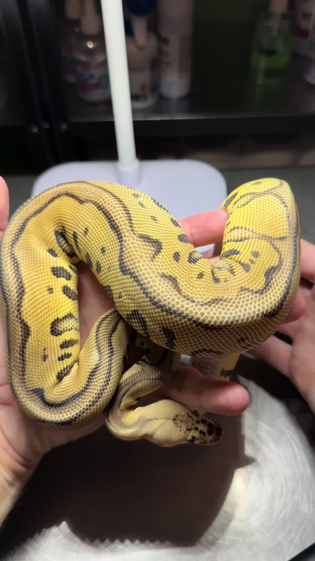 @magiikmorph