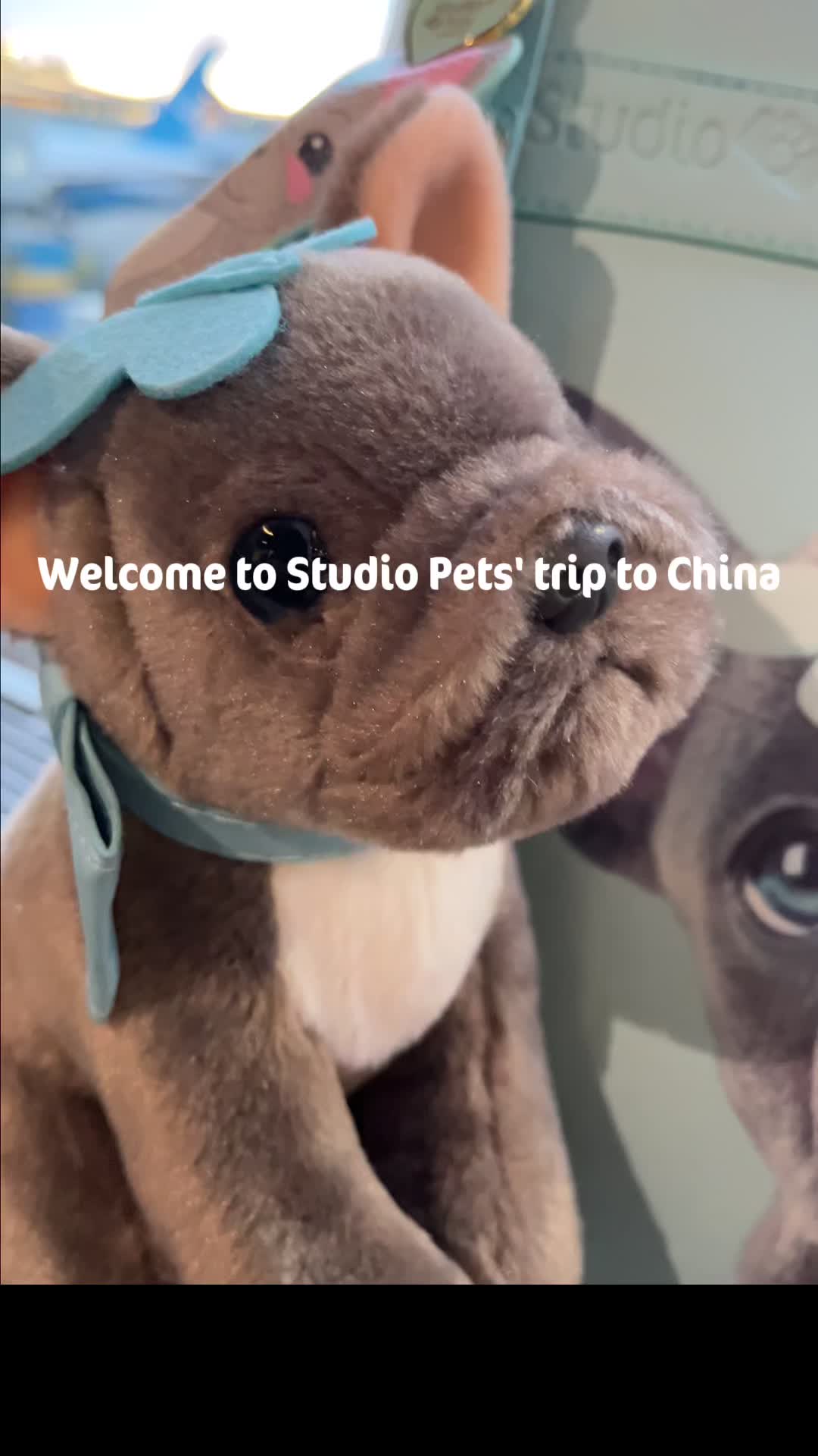 @Studio Pets