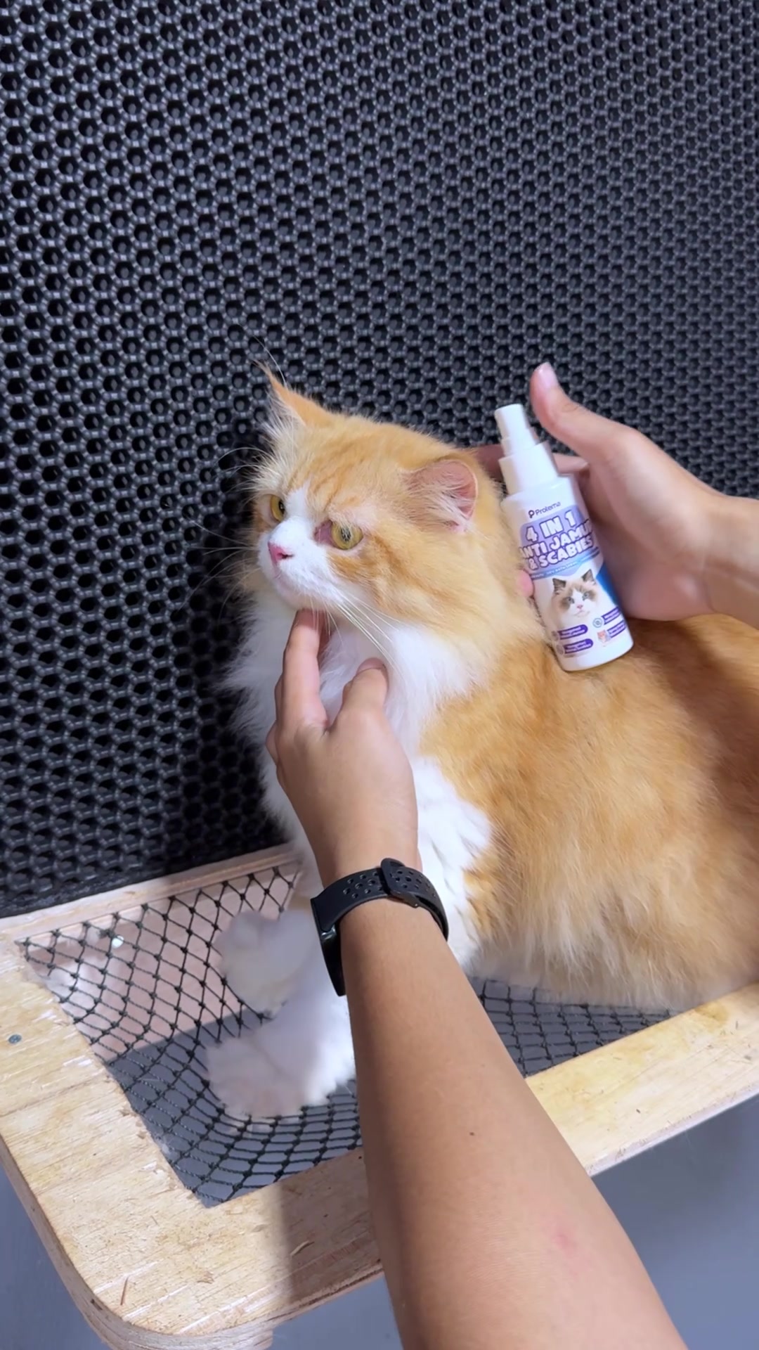 @Republic Of Cat