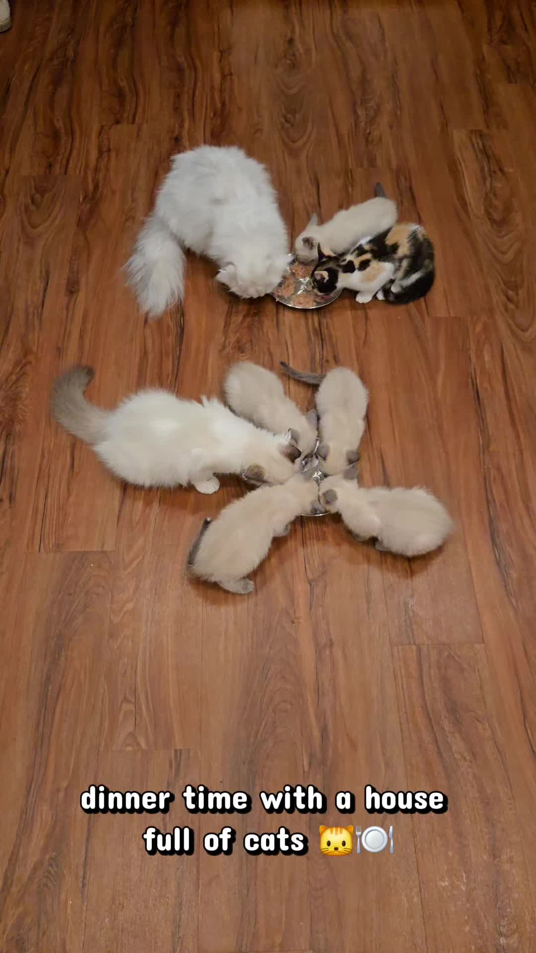 @Brittany's Beauties Kittens